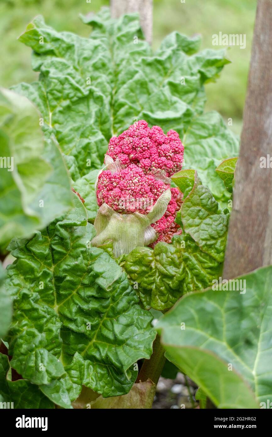 Rhubarb with blossom (Rheum rhabarbarum) Stock Photo