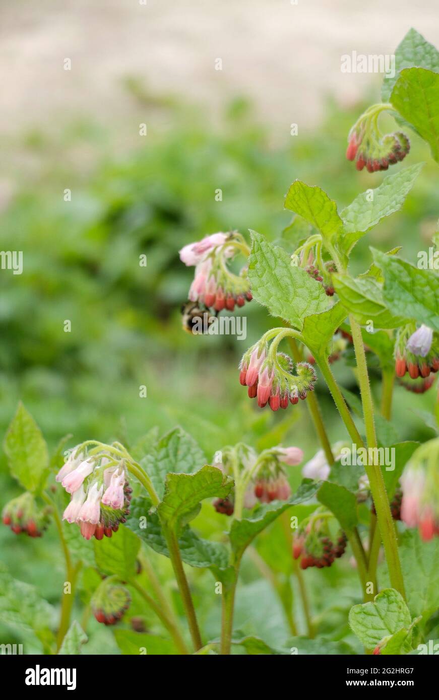 Comfrey (Symphytum grandiflorum) 'Hidcote Pink' with bumblebee (Bombus) Stock Photo
