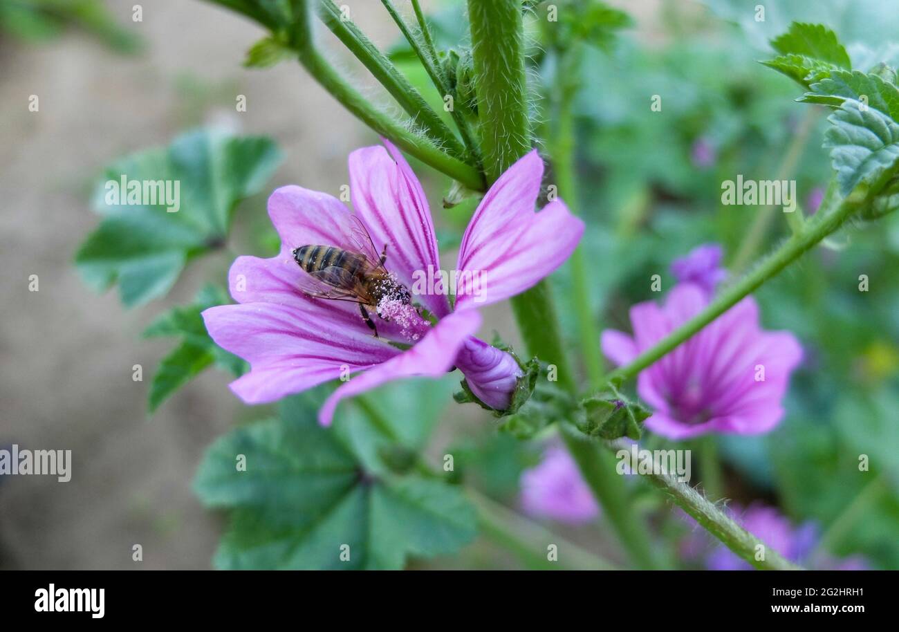 The wild mallow (Malva sylvestris), blossom with honey bee (Apis mellifera) Stock Photo