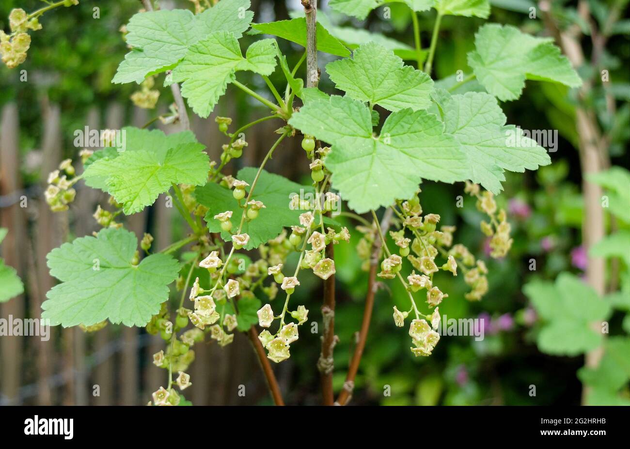 The red currant (Ribes rubrum) in flower Stock Photo