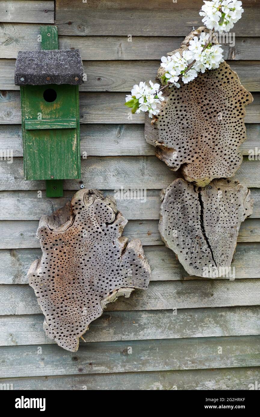 Nesting aid: bird house and insect hotel made of drilled wood Stock Photo
