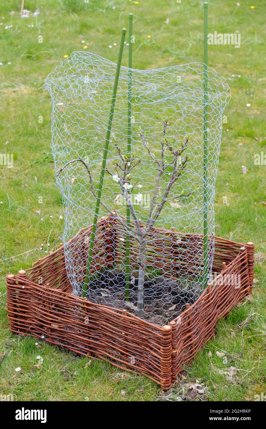 Small fruit tree with rabbit wire as bite protection Stock Photo