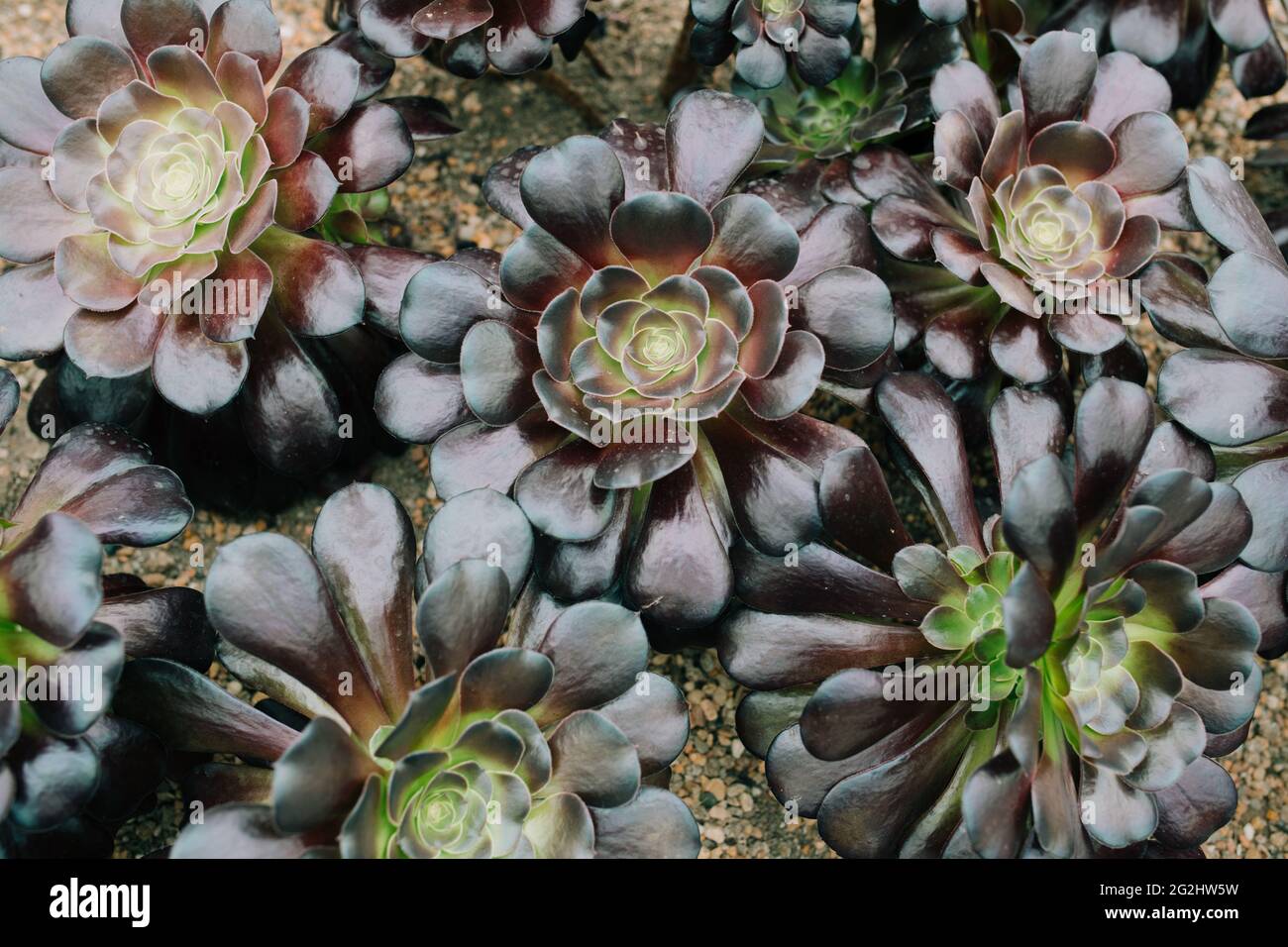 Rectangular arrangement of succulents; cactus succulents in a planter ...
