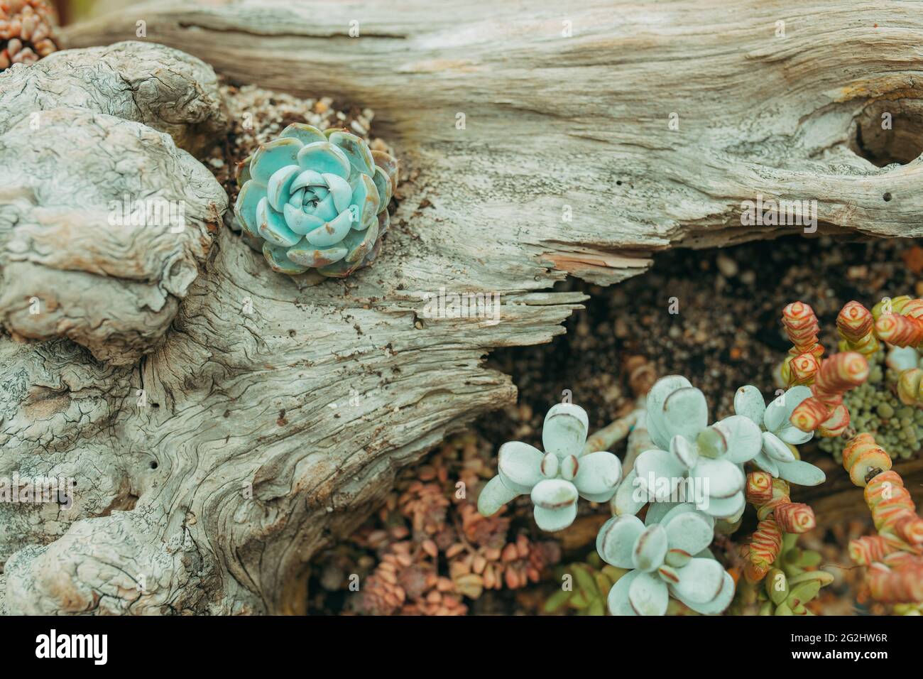 Rectangular arrangement of succulents; cactus succulents in a planter ...