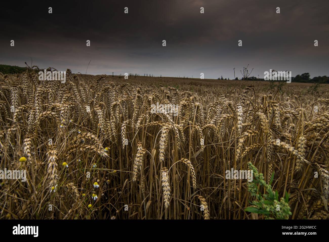 A field of ripened wheat, wheat field before the harvest in Schleswig-Holstein. Stock Photo