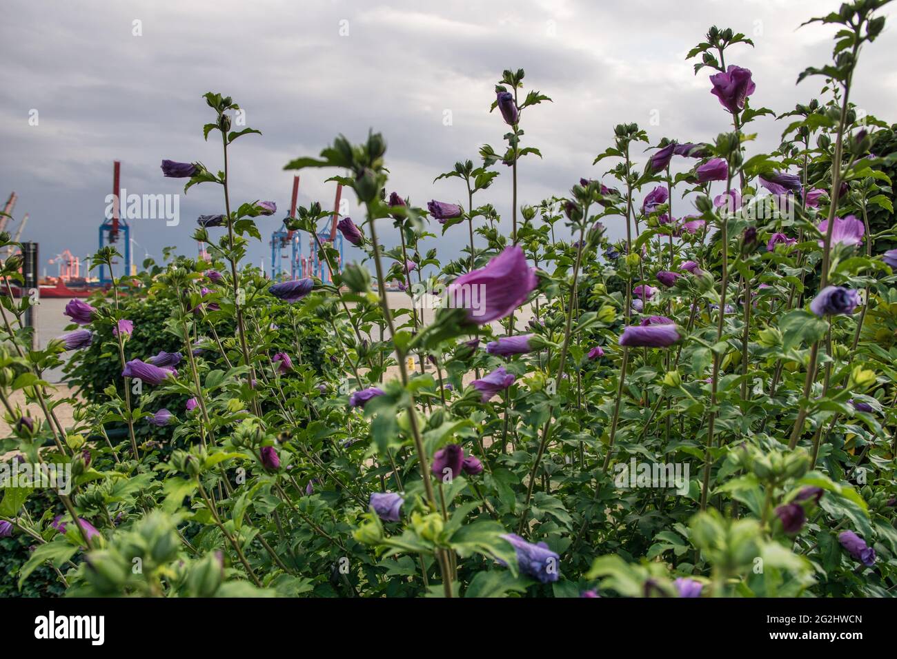 Lilac, violet, flowers on the Elbe beach of Oevelgoenne in Hamburg. Stock Photo