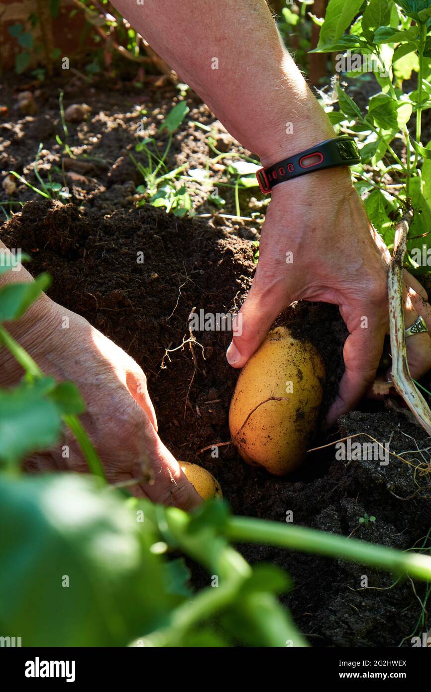 Potato harvest in the raised bed Stock Photo Alamy