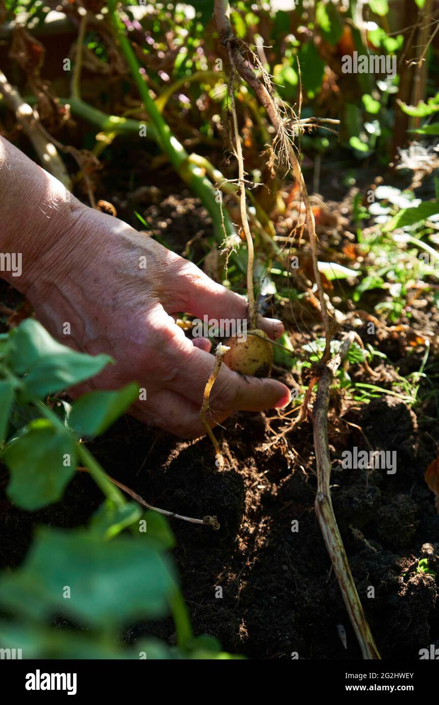 Potato harvest in the raised bed Stock Photo Alamy