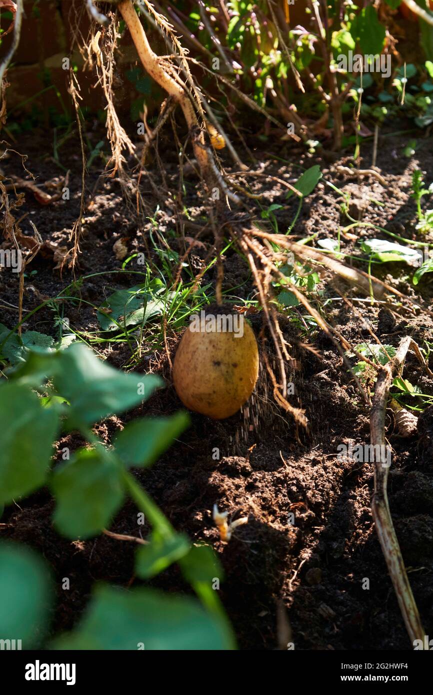 Potato harvest in the raised bed Stock Photo Alamy