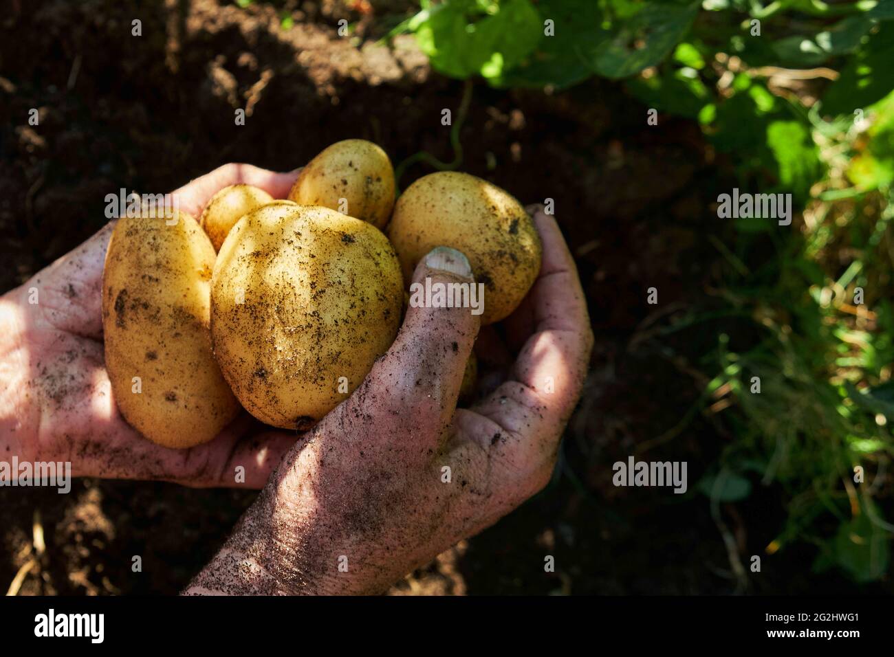 Potato harvest in the raised bed Stock Photo Alamy