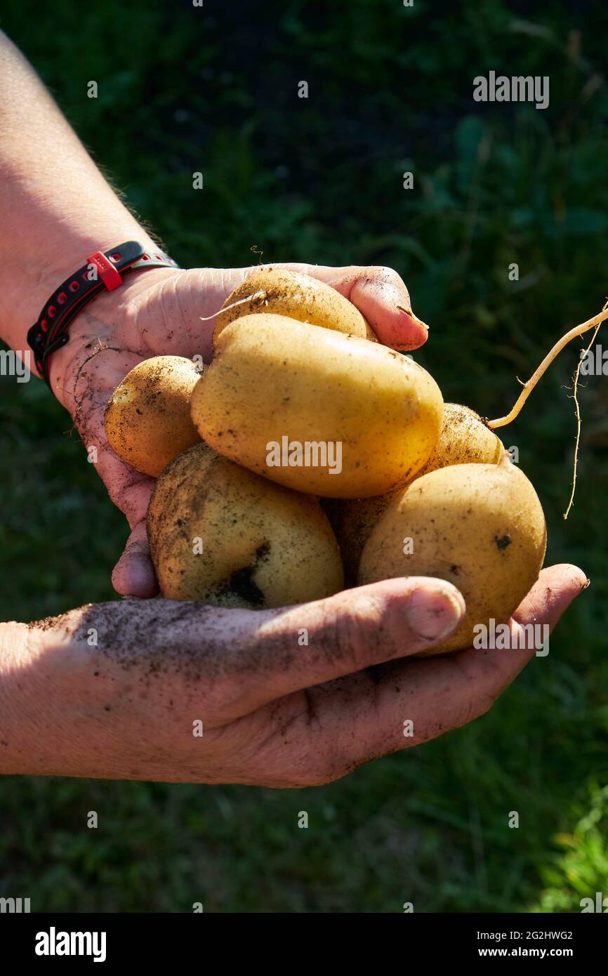 Potato harvest in the raised bed Stock Photo Alamy