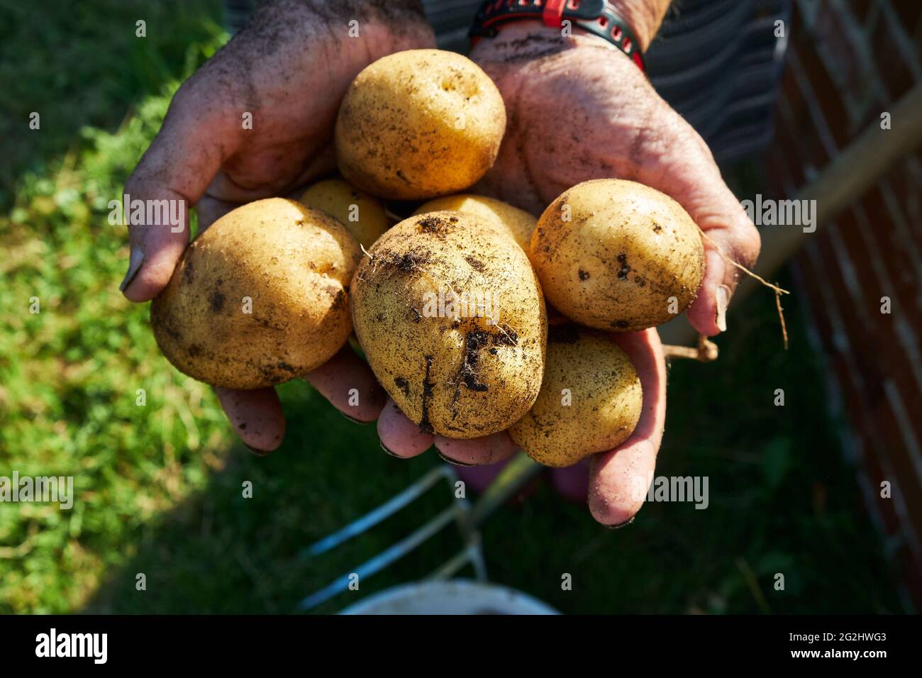Potato harvest in the raised bed Stock Photo Alamy