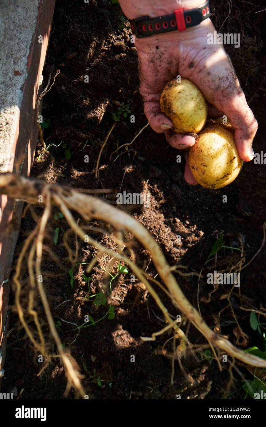 Potato harvest in the raised bed Stock Photo Alamy