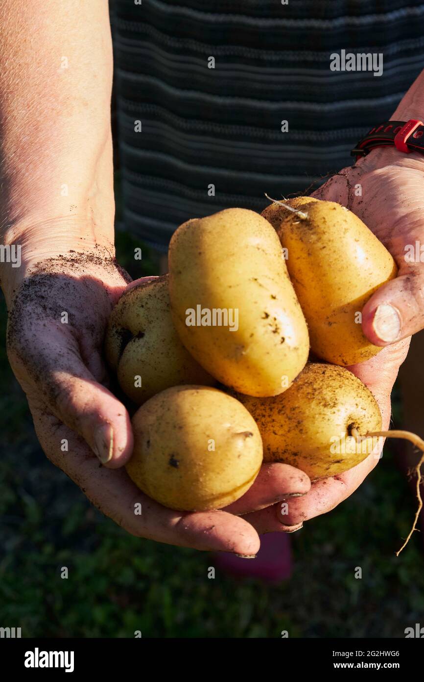 Potato harvest in the raised bed Stock Photo Alamy
