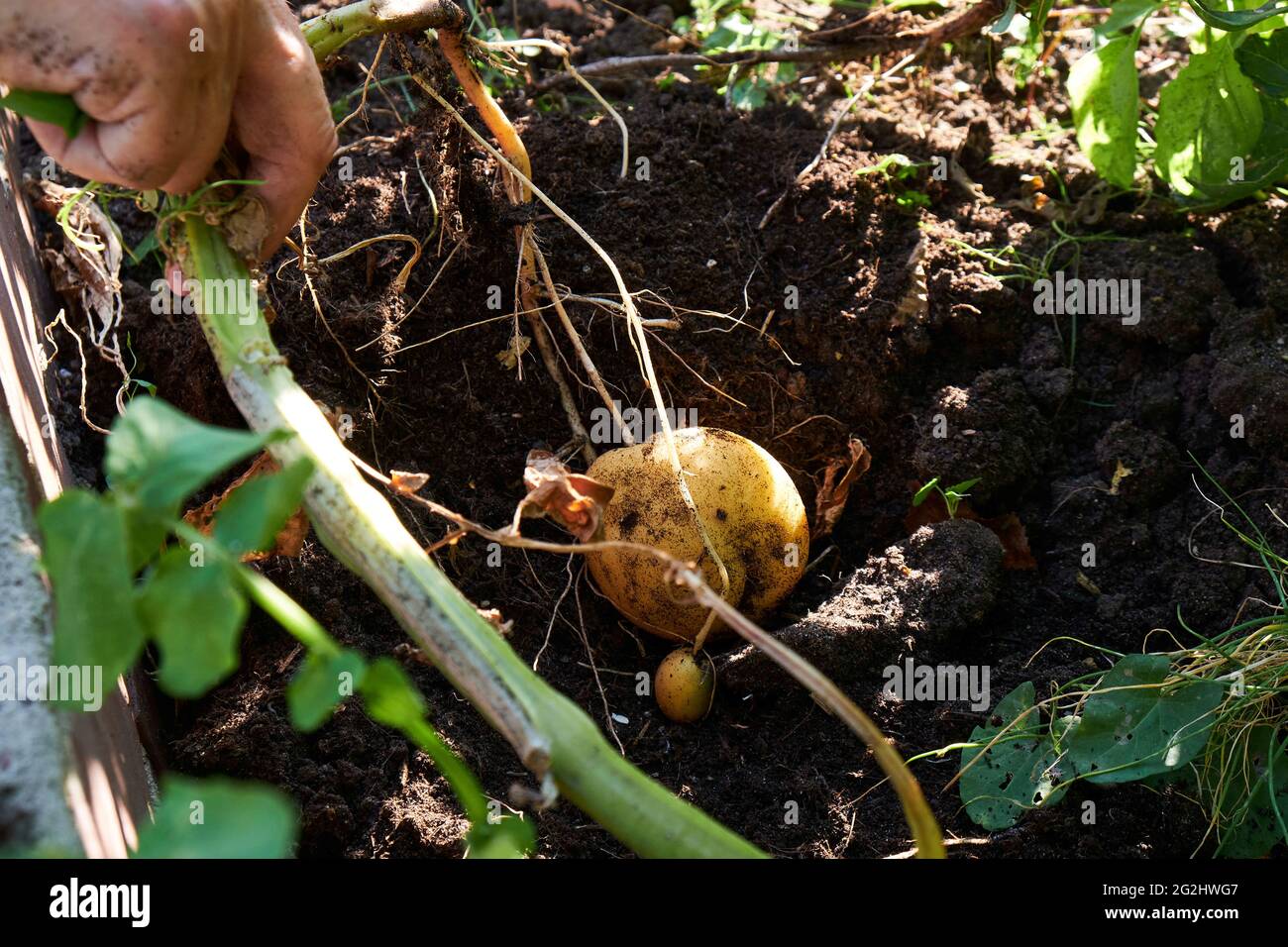 Potato harvest in the raised bed Stock Photo Alamy