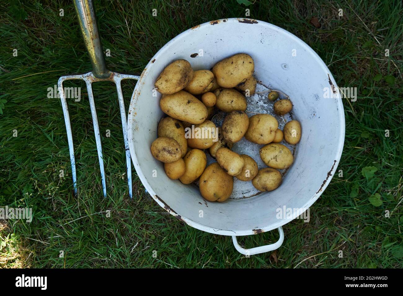 Potato harvest in the raised bed Stock Photo Alamy
