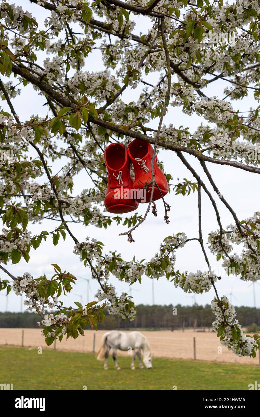 Red shoes hang in a blossoming fruit tree. Below is a white horse in the paddock. Stock Photo
