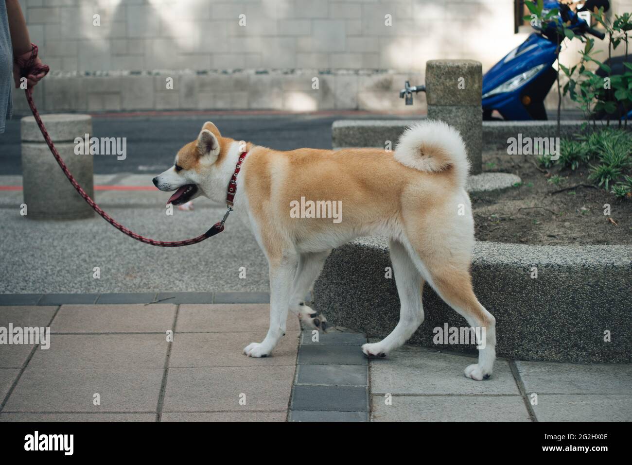 Walking the dog on pavement hires stock photography and images Alamy