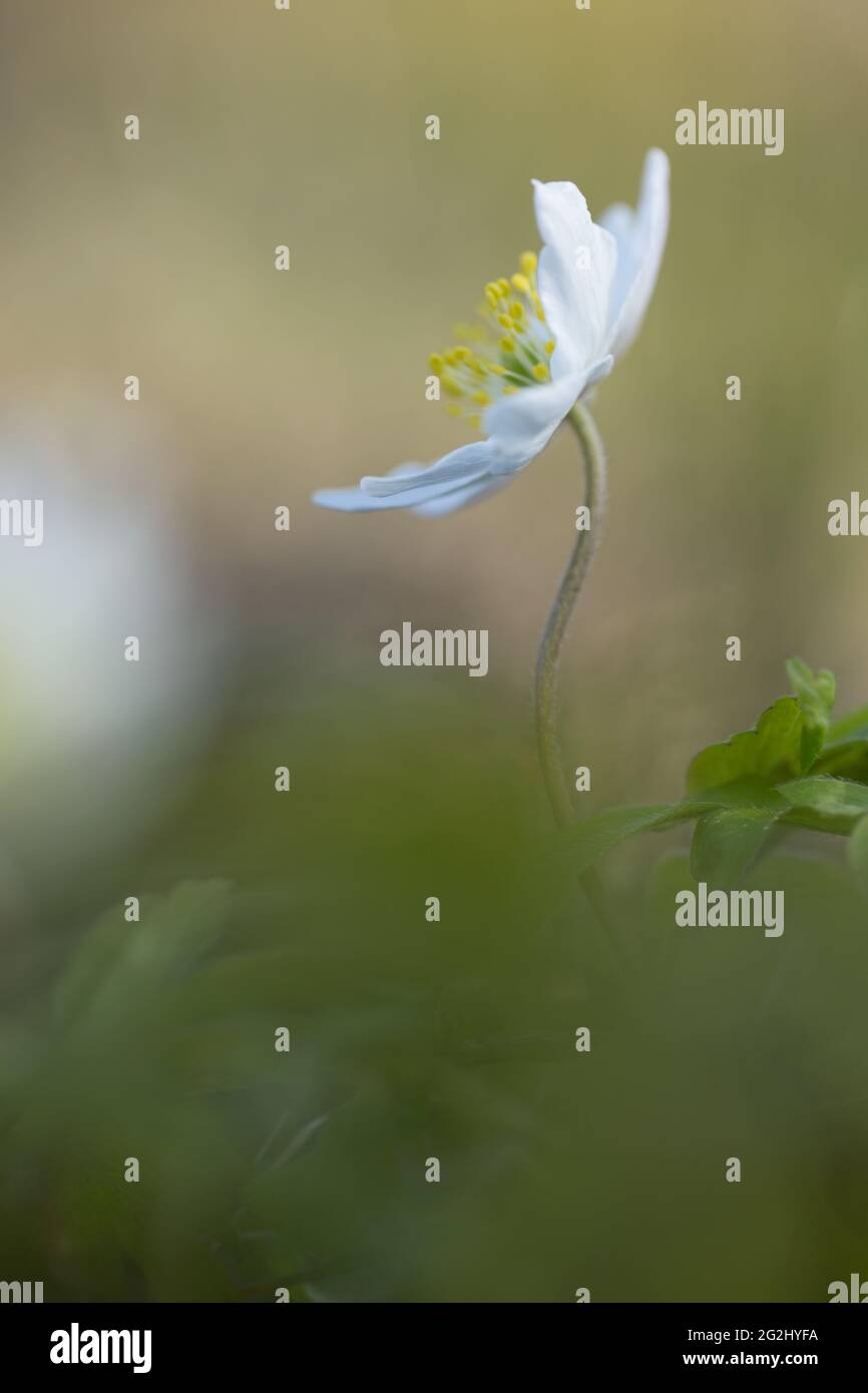 Anemonoides nemorosa, Anemone nemorosa, wood anemone, blurred ...