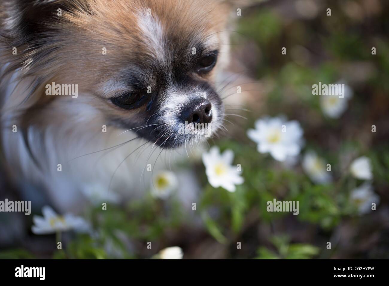 Chihuahua, long-haired young dog, smelling flowers, forest, May, Finland Stock Photo