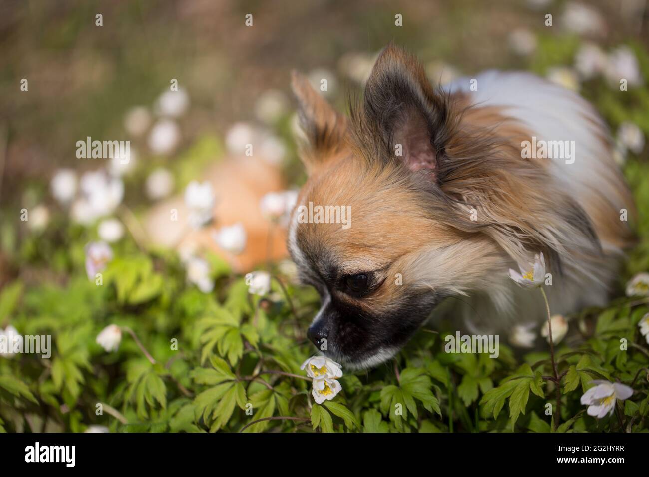 Long-haired Chihuahua surrounded by flowers, forest, May, Finland Stock Photo