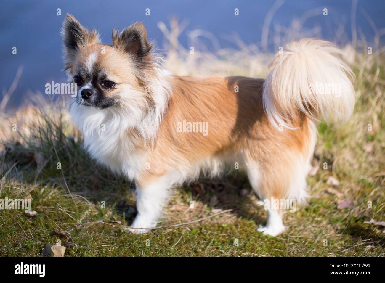 Long haired male store chihuahua