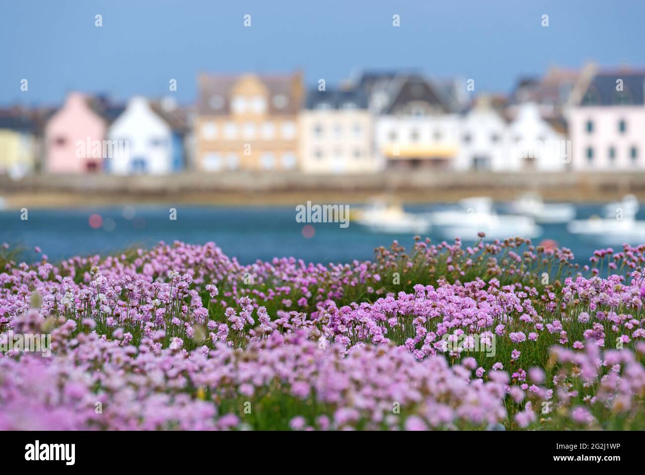 Île de Sein, carnations, in the background the colorful houses of the island, France, Brittany, Finistère department Stock Photo