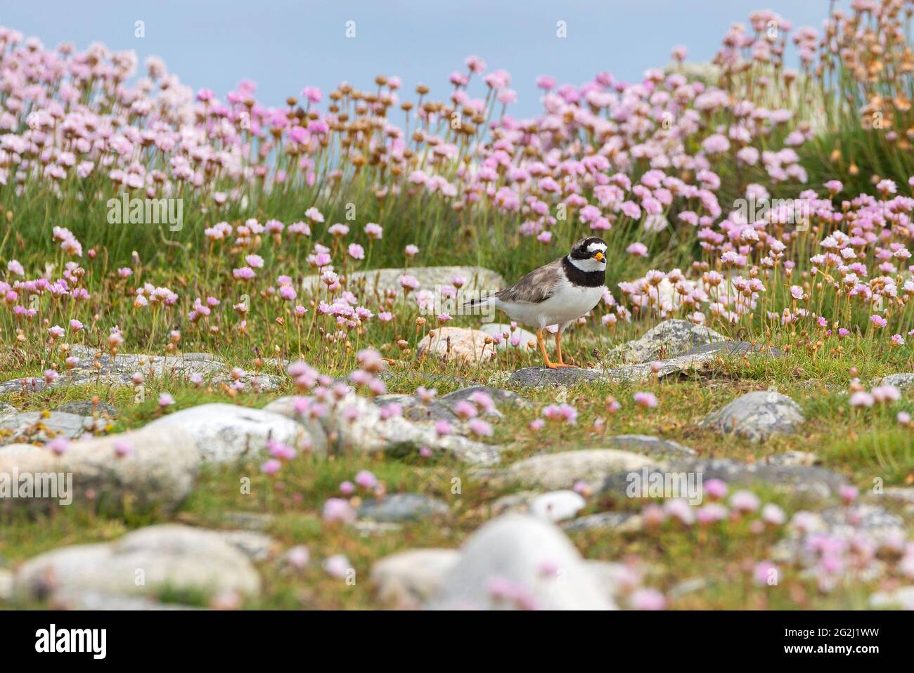 Ringed plover between pink carnations, Île de Sein, France, Brittany, Finistère department Stock Photo