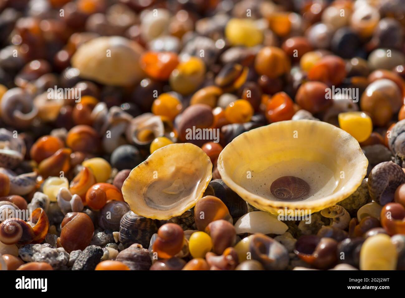 colorful shells on the beach, back light, France, Brittany, Finistère ...