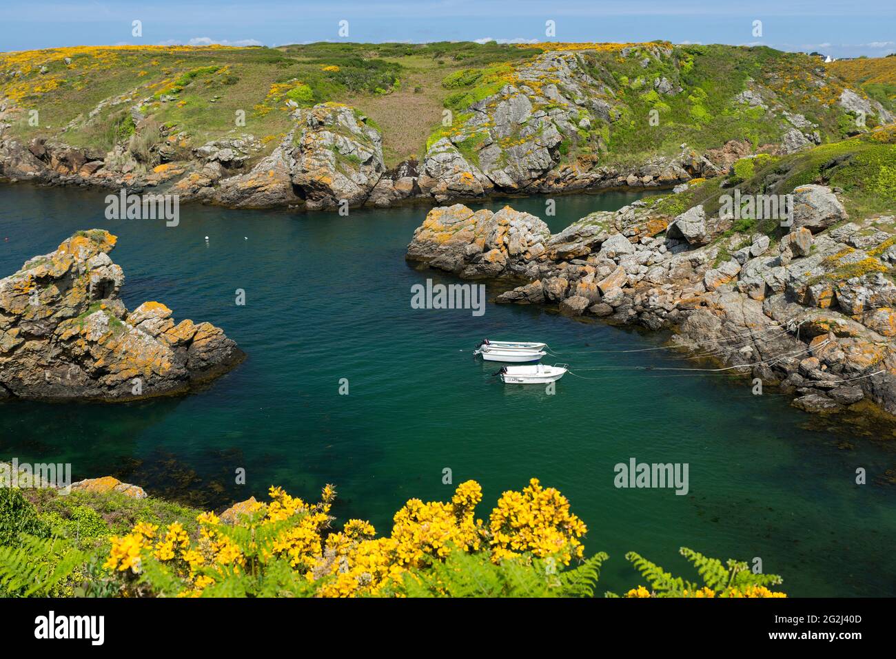 Port Saint Nicolas on the Île de Groix, boats lie in the water, gorse  blooms on the slopes, France, Brittany, Morbihan department Stock Photo -  Alamy