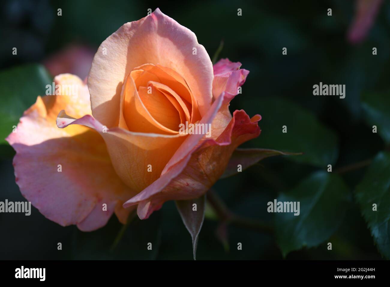 Heilpflanze Rose - rosa - mit herrlicher zart orangRosenblüte als Zeichen der Liebe und Freundschaft und war Grundstock der europäischen Gartenkultur, Stock Photo