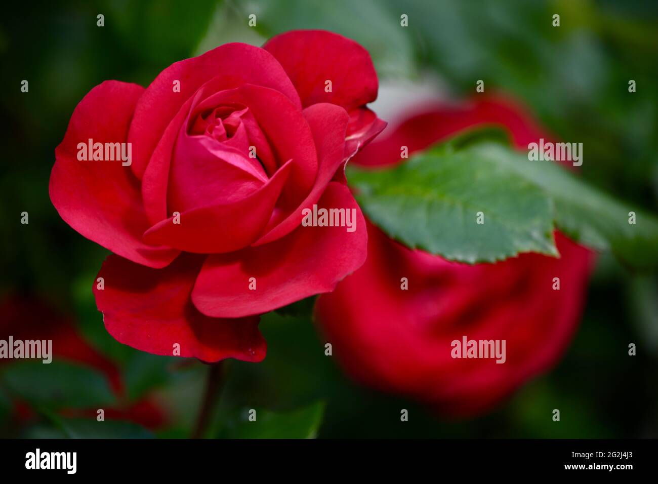 Heilpflanze Rose - rosa - mit herrlicher roter Rosenblüte als Zeichen der Liebe und Freundschaft - Grundstock der europäischen Gartenkultur, Heilpflan Stock Photo