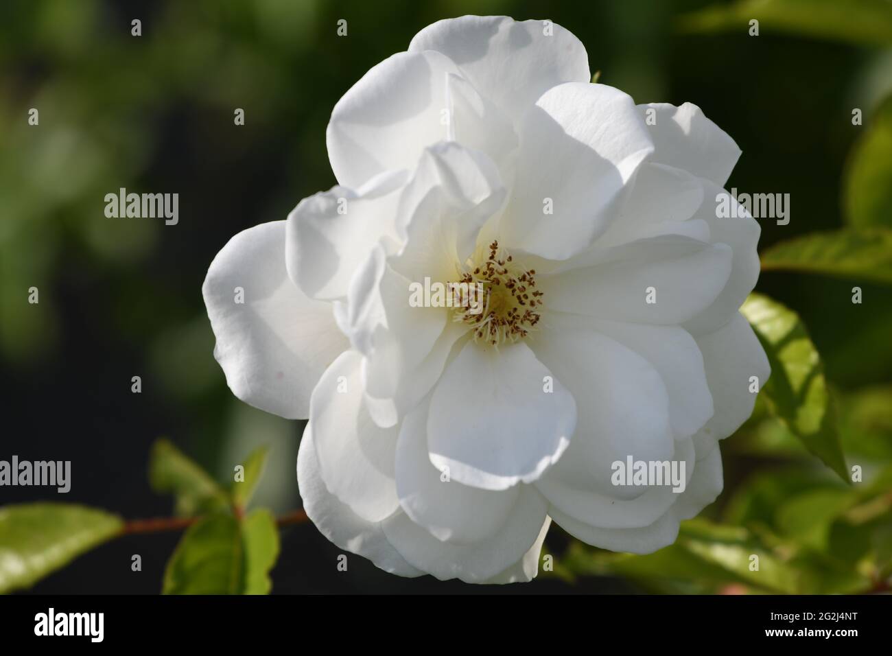 weisse Rosenblütee- rosa - als Zeichen von Unschuld und Tod Stock Photo