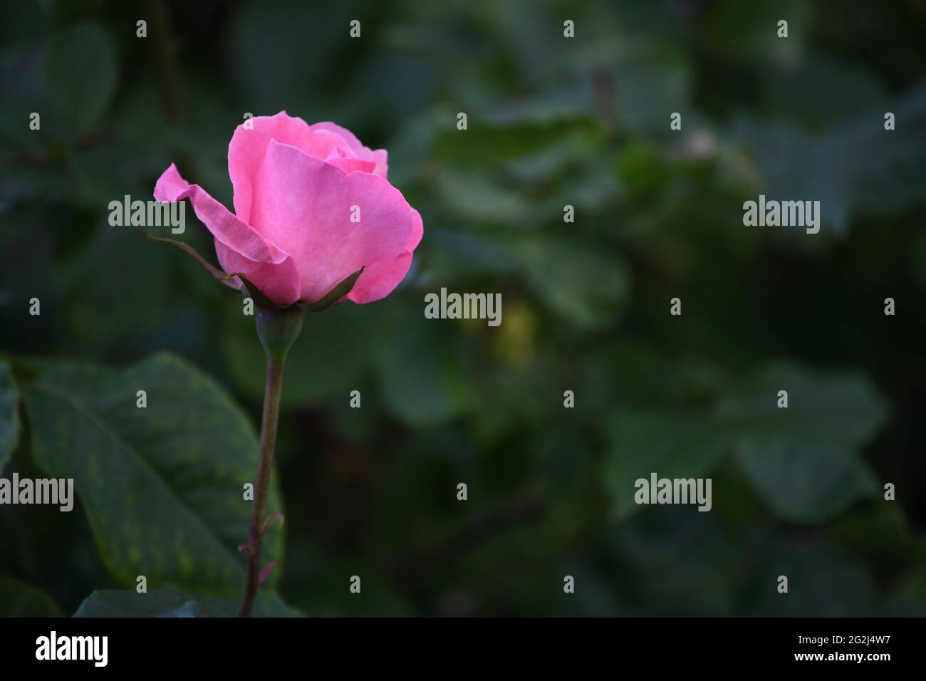 Heilpflanze Rose - rosa - mit herrlicher rosafarbener Rosenblüte als Zeichen der Liebe und Freundschaft Stock Photo