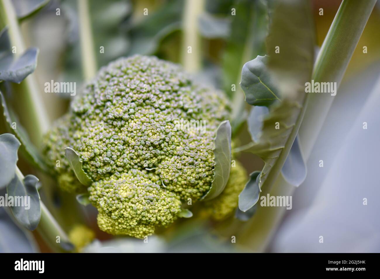 schöne grosse Brocolirose in einem Hochbeet wachsend Stock Photo
