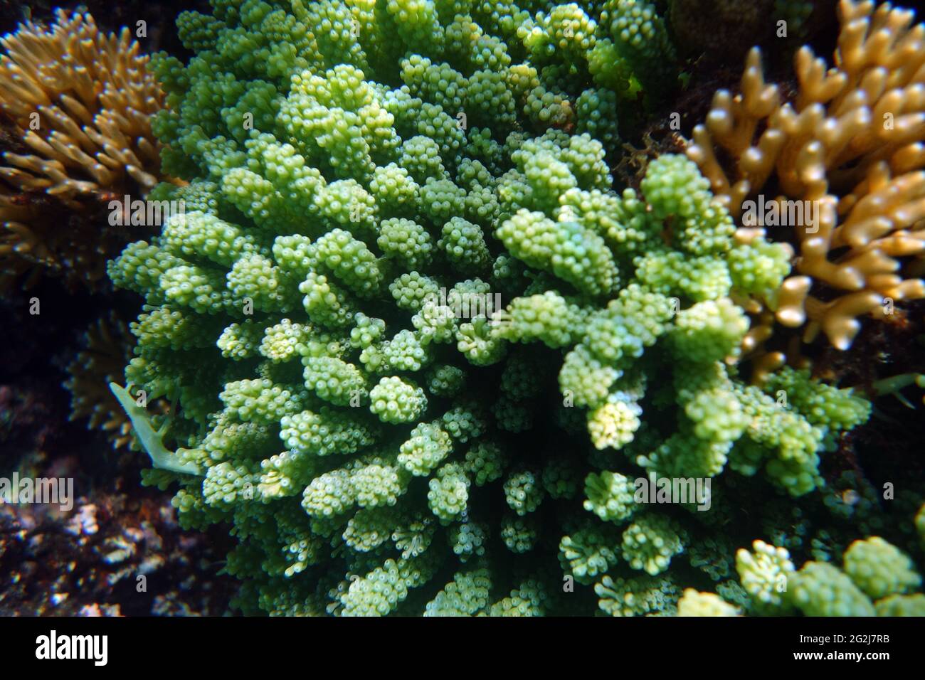Edible green seaweed Caulerpa racemosa, Lord Howe Island Marine Park, NSW, Australia Stock Photo