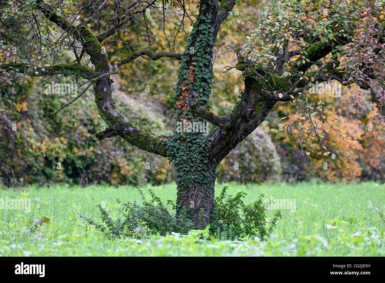 Autumn, old pear tree Stock Photo - Alamy