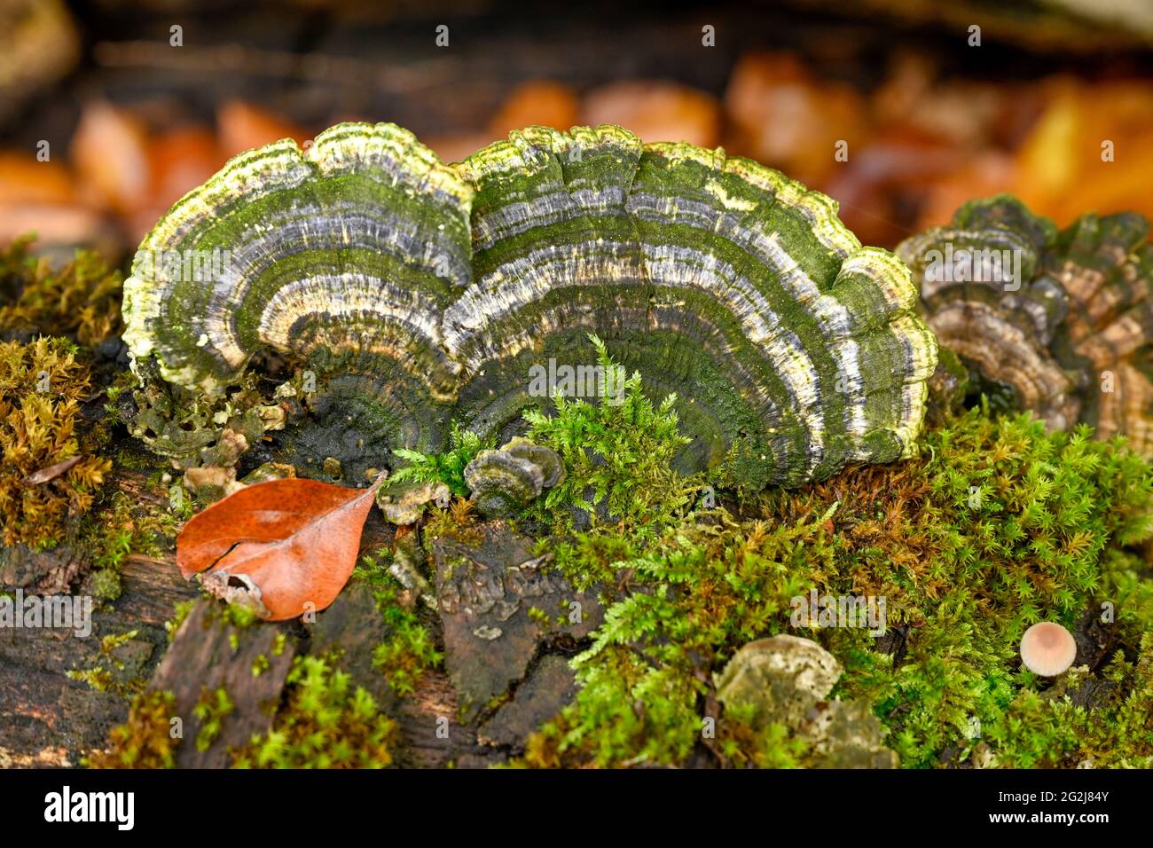 Trameten (Trametes) a genus of fungus from the family of stem porlings. Stock Photo