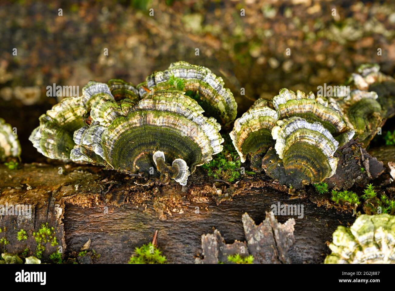 Trameten (Trametes) a genus of fungus from the family of stem porlings. Stock Photo