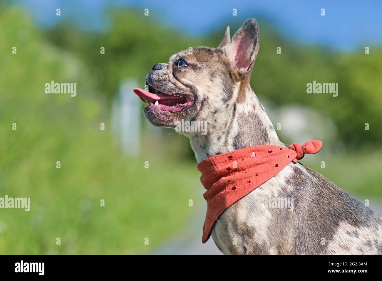 Side view of merle colored French Bulldog dog wearing red neckerchief  with tongue sticking out Stock Photo