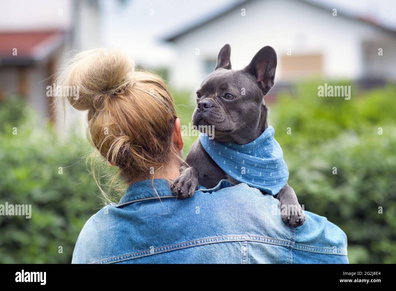 Woman holding French Bulldog dog over shoulder Stock Photo