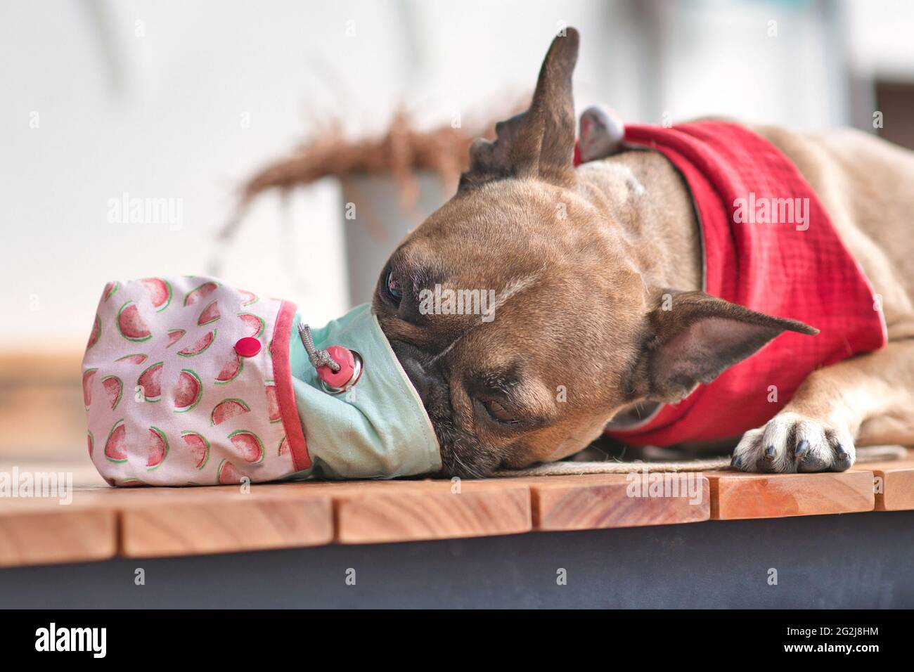 Hungry French Bulldog dog eating treats out of homemade treat bag Stock Photo