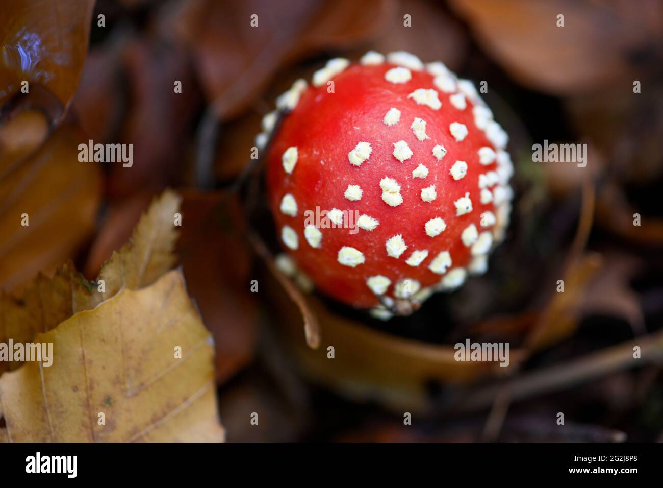 Fly agaric (Amanita muscaria) a type of mushroom in the amanita family, poisonous. Stock Photo