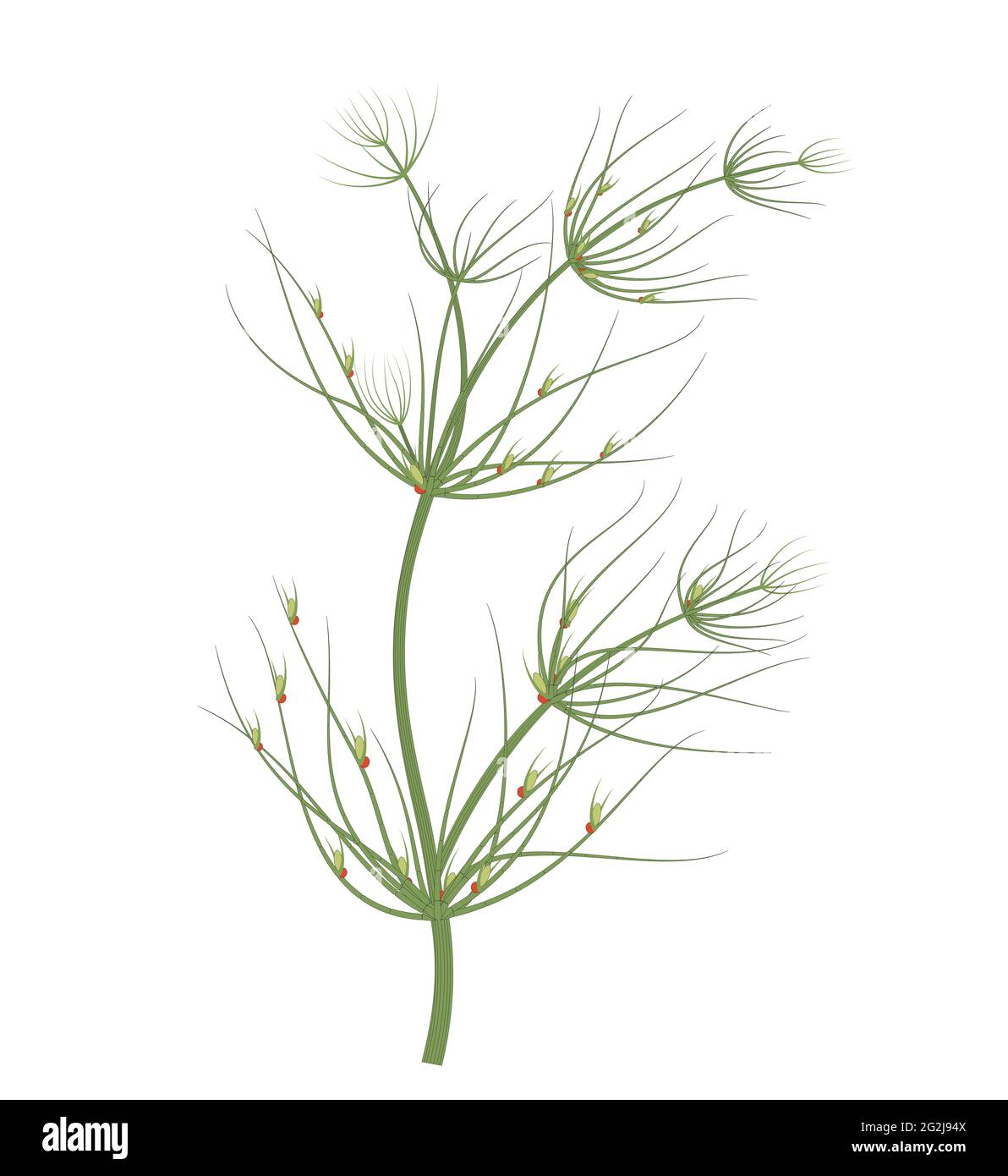 Chara is a fresh water, green alga. Chara is commonly called “muskgrass” Stock Photo