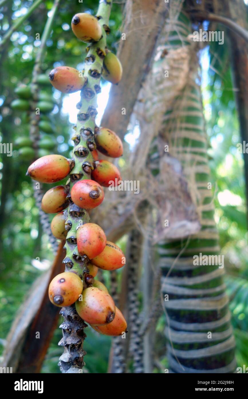 Kentia palm (Howea forsteriana) seeds, in the forests of Lord Howe Island, NSW, Australia Stock Photo