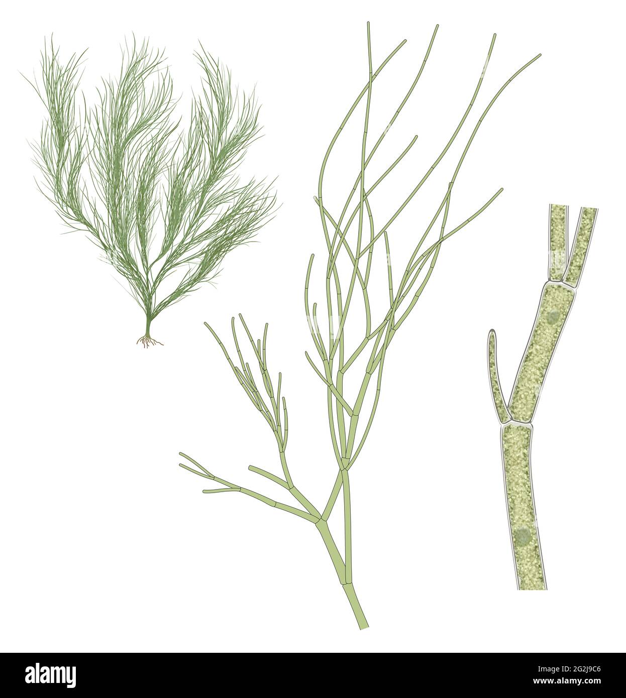 Cladophora is a genus of reticulated filamentous Ulvophyceae (green algae) Stock Photo