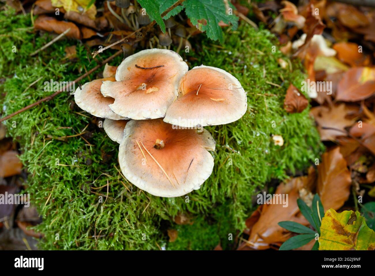 Mushrooms on a weathered mossy tree stump. Stock Photo