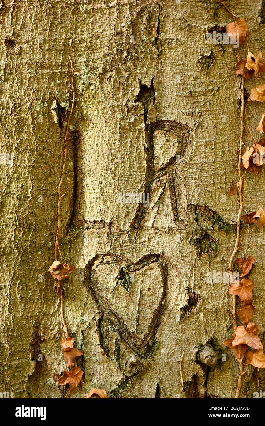 Initials with a heart in a tree trunk. Stock Photo