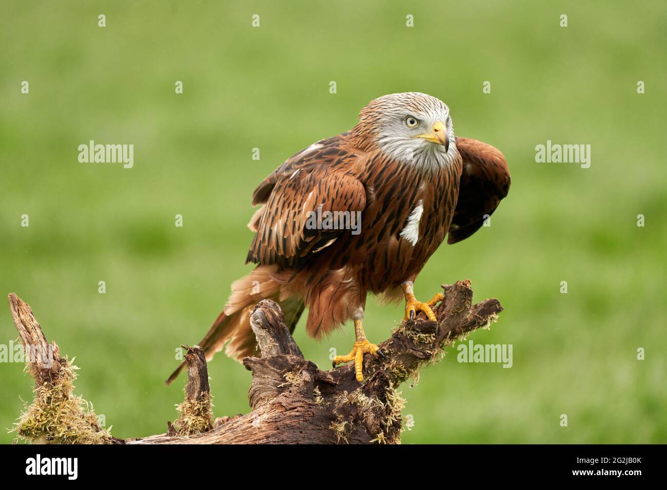 Red kite, bird of prey portrait. The bird is sitting on a stump. Ready