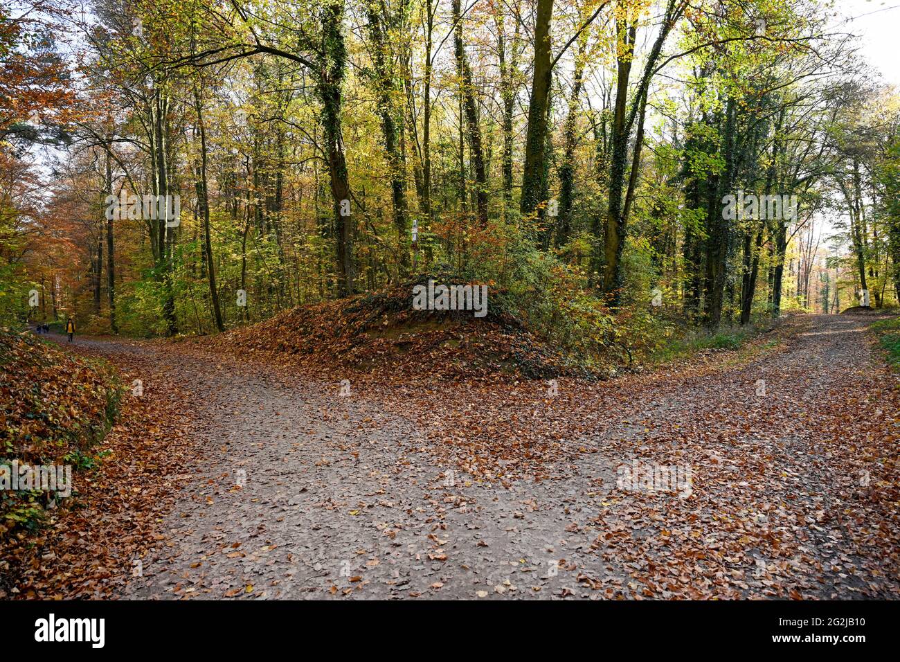 Autumn forest with a fork in the road. Stock Photo